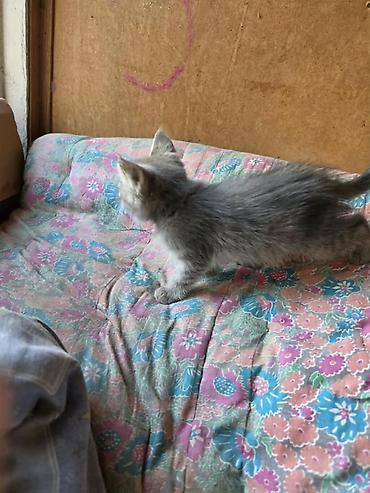 коза котная: Кошка даром: Беспородная, 2 месяца, Девочка — 2