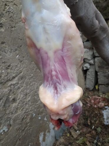 Ət: Dovşan eti halal kesilmiş halal ceki 1 ededi gelir 1k.800q. 1k.500q -da lalafo.az — 4 Ət: Dovşan eti halal kesilmiş halal ceki 1 ededi gelir 1k.800q. 1k.500q — 4