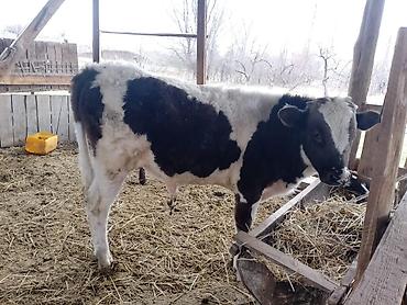 Коровы, быки: Продаю | Бык (самец) — 3