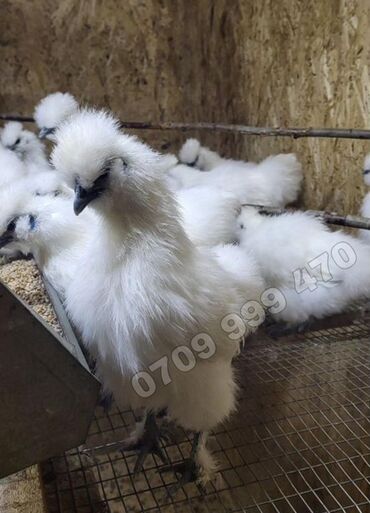 домик для кошки купить: Продаю подрощенных цыплят! Китайский шелк! Чёрное мясо! Декоративная