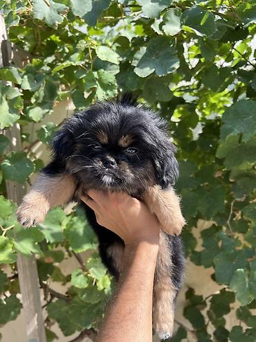İtlər: Pekines, 3 ay, Dişi, Peyvəndli, Pulsuz çatdırılma — 2