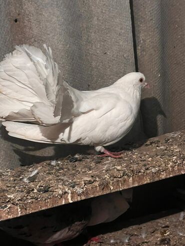 geref quşu: Hinduşqa quyruq Erkey di lalafo.az -da geref quşu: Hinduşqa quyruq Erkey di