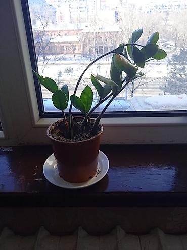 один: Продаю комнатные цветы. цена за один 1200 сом. фото старое. подросли — 2