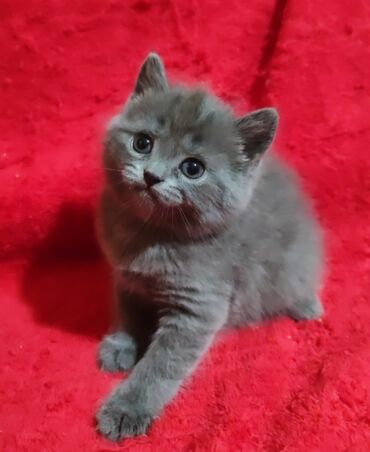 Продажа кошек: Продаётся котёнок 🐱 шотландской