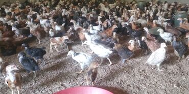 austrolop cücəsi: Куриные цыплята, Для разведения