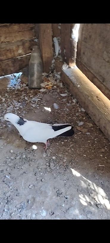 cins goyərcinlər: Pecat boynu gullu abrez cilpaq ayaq maya Unvan Qala Merdekan teref — 5