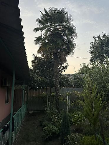 agac tingleri satilir: Dekorativ palma ağacı – həyət/bağ üçün iri ölçülü nümunə — 2