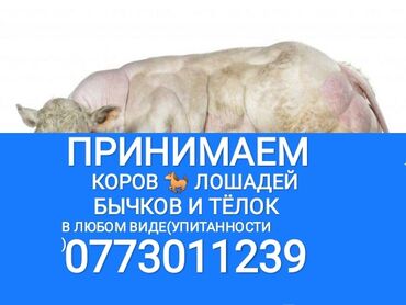 купить корову в бишкеке: Куплю | Коровы, быки, Лошади, кони | Круглосуточно, Любое состояние, Забитый