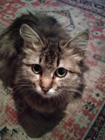 сиамский кошка: Отдам кошку в хорошие руки даром