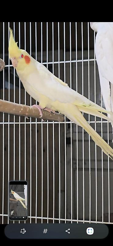 сколько стоит страус: 🦜 Кореллы — 3 взрослые рабочие пары! Продаются красивые, здоровые и — 1