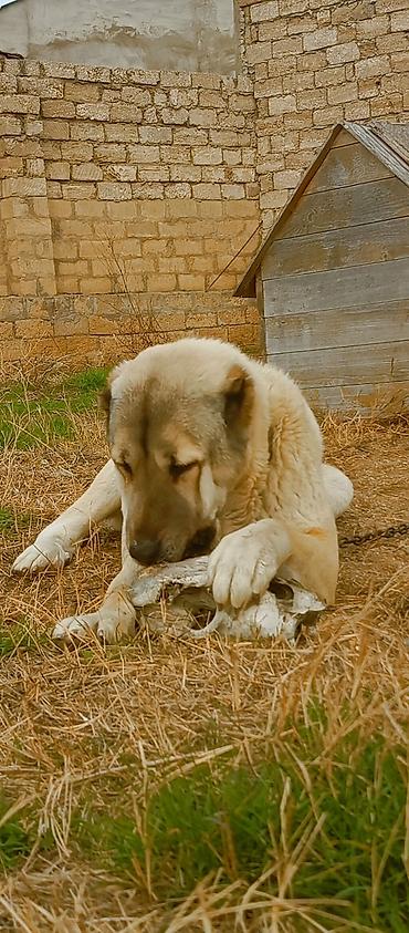 İtlər: Kanqal, 2 il — 6