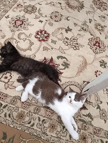 товары для кошек: Кошка даром: Экзотическая, 2 месяца, Мальчик — 1