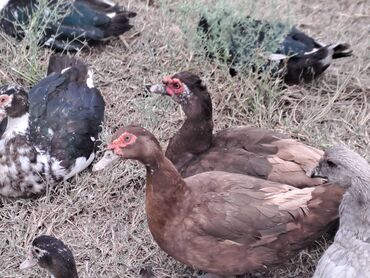 Quş: Salam lal ördəklər satılır .Fərələr 25 xoruzlar 35 azn .Fərələr — 11