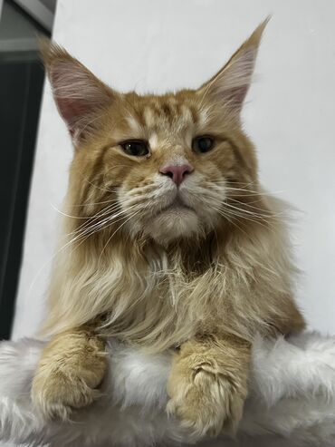 продажа домашних животных: Ит кууту: Мейн-кун, Эркек, 3 жаш, Документтери менен, Эмделген, Кызгыл сары