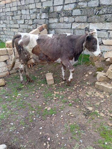 cins inekler azerbaycanda: Dişi, Simental, il: 3, 340 kq, Damazlıq, Südlük