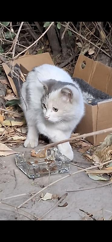 Передняя лапа хромает. Нужна помощь котёнке и дом. район Ак Босого
