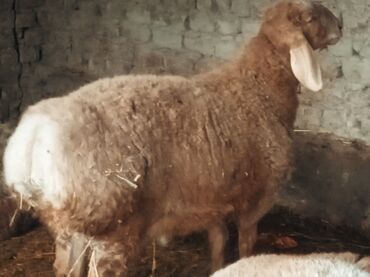 овца матки: Продаю | Ягненок, Баран (самец) | Арашан | Для разведения | Племенные, Осеменитель