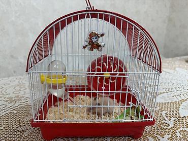 qefes satisi: Hamster üçün tam dəst qəfəs - Kompakt ölçülü, qırmızı altlıqlı və ağ — 3