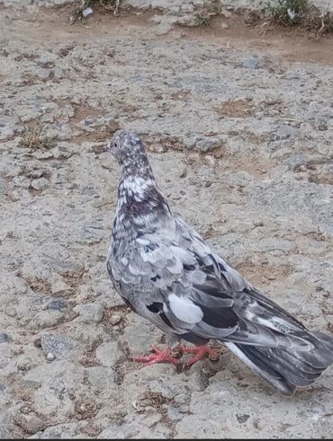 Pişiklər: Qızğın Əbrəş mayadı satılır