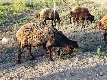 Mal-qara: Qala qoçu satılır super qoyun sürməyi var damazliga yararlidir — 8