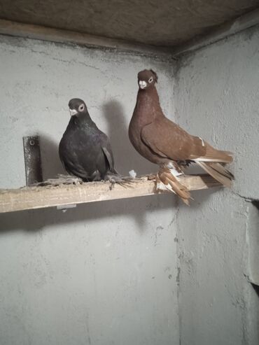 Птицы: Продаю голубей,все молодые прошлогодние.Птицу гоняю.Цены — 5