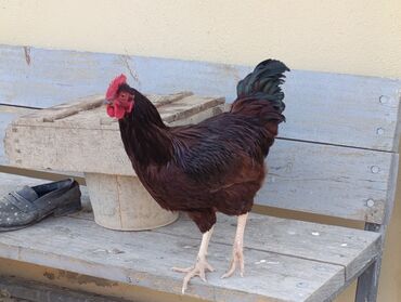 Xoruzlar: ROD İSLAND ve AVSTRALOP. cavan xoruzlar.sarilir.ve öz cinsi ferelerlə — 1