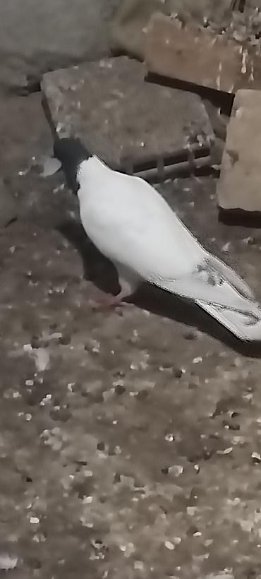 goyərclər: Qara baş erkeydi kuleyli havada tutulub qus gencede gondermekde — 3