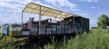 Другая сельхозтехника: Кочевая пасека на прицепе-платформе срочно срочно срочно очень — 3