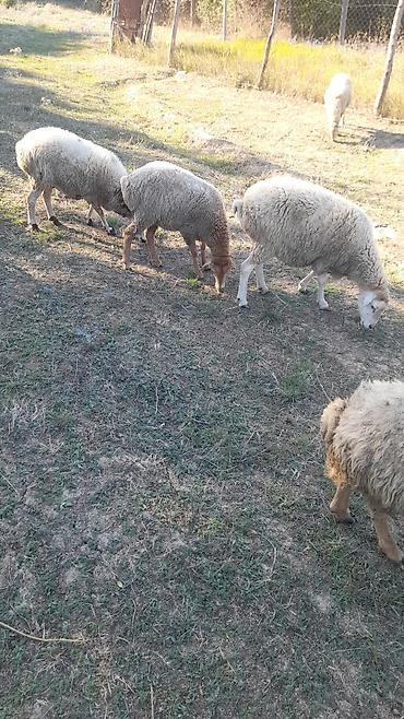 Cücələr: Salam beylagan guzusudu 8 ayligdi yaxşı damazlıq guzudu satma sebebim — 6