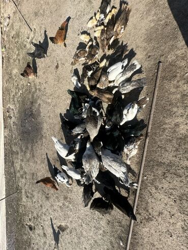 Ördəklər: Salam Aleykum Satılır Ördək Qaz Ördək Cücəsi Toyoq 36 Ədəd Lal Ördək — 13