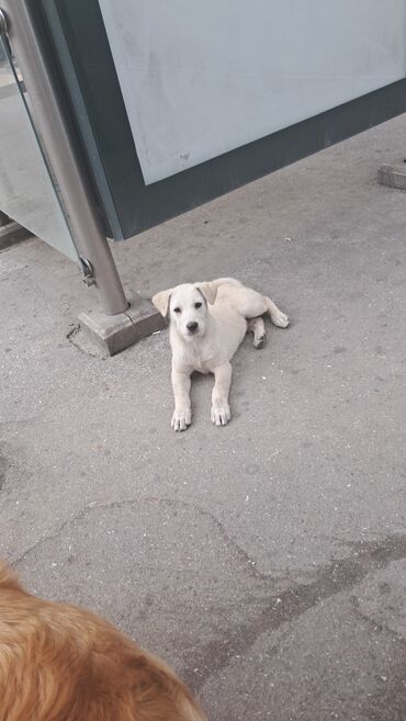 qiz it adlari: 3 ay, Erkek, Ödənişli çatdırılma
