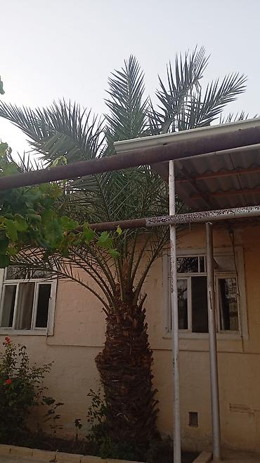 ev gulleri ve adları: Xurma xurması (Phoenix dactylifera) palma ağacı - Hündürlüyü — 2