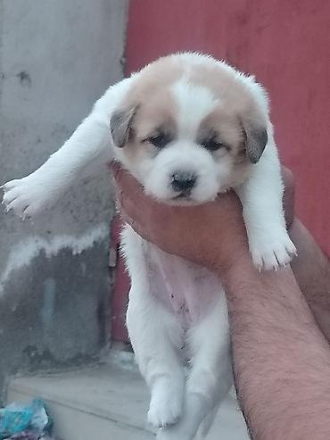 pomeranian spitz satisi: Salam 24. Gunlukdu Temmiz Qurdbasar kucukidi baxa bilmirəm deye ucuz — 2