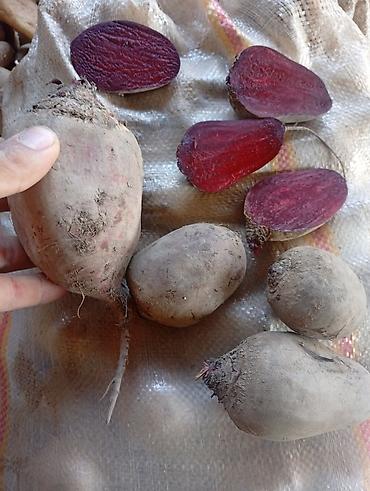 Продукты питания: Salam Təzə Gədəbəy Çuğunduru kilosu 30 qəpik Ünvan:Bakı, Binə — 3