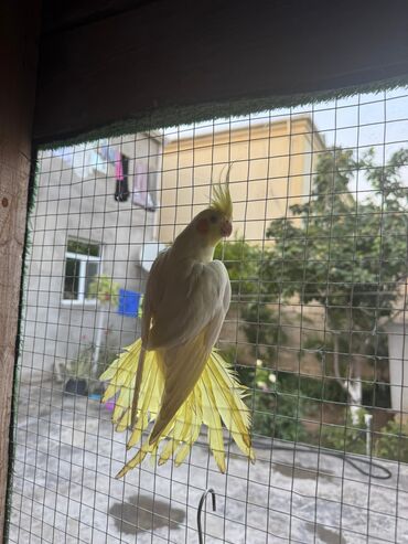 danişan quş: Tam saglam cute hazir erkey 8 ayliq korella