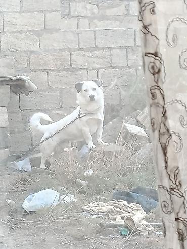 Zvonok, 1 il, Erkək, Peyvəndli