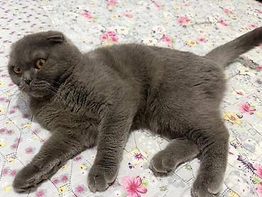 кошка породистые: Скотиш Фолд (Шотландская вислоухая), 1 год, Девочка, С прививками — 4