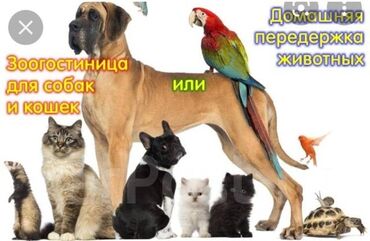 стрижка собак на дому: Передержка животных. Ваши любимцы в надежных руках. Квалифицированный