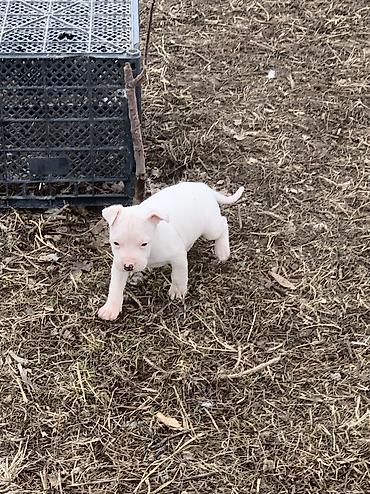 Продажа собак: Питбуль, 1 месяц, Самец — 8