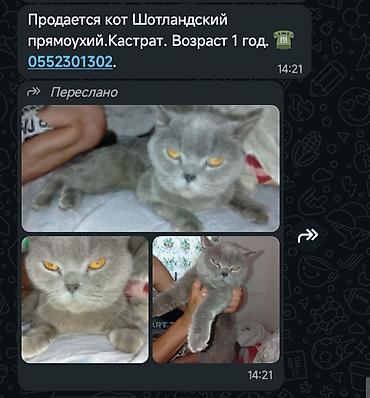 питомец: Скотиш Страйт (Шотландская прямоухая), 1 год, Мальчик, Серый, Кастрирована — 2