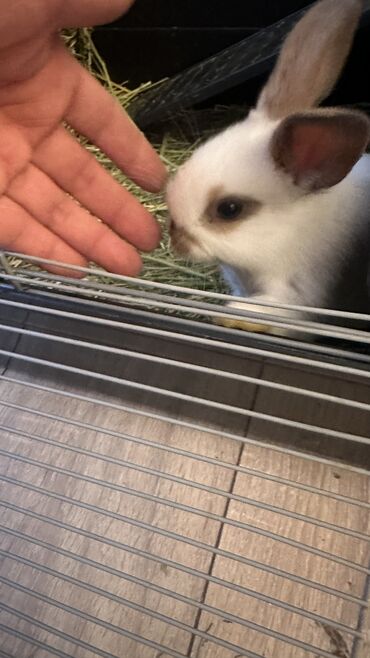 купить домик для кошки недорого: 🥰Малышки, львиноголовые, чистопородные🐰🥰 12 июня исполнилось месяц🥰