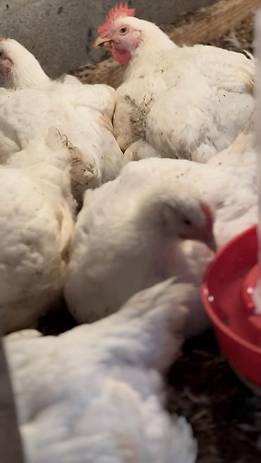 Бройлер: Продаем домашних бройлеров — выращены на натуральных кормах с особым — 7
