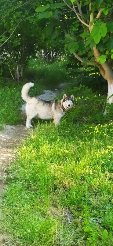 quba itler: Xaski, 1 ay, Dişi, Ünvandan götürmə lalafo.az -da quba itler: Xaski, 1 ay, Dişi, Ünvandan götürmə