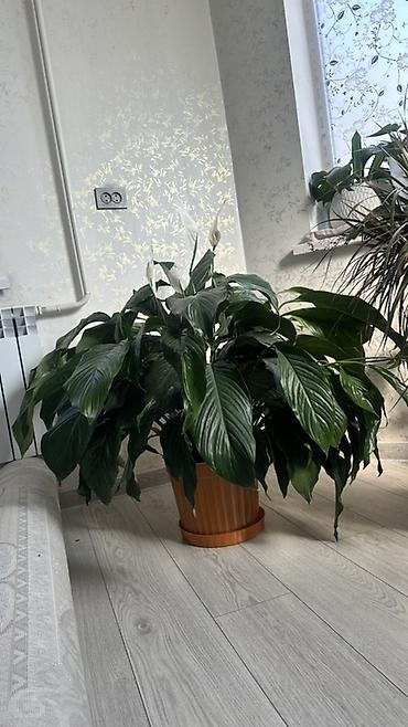 уход за цветами: Крупный спатифиллум (Spathiphyllum), «женское счастье» - Пышный — 4