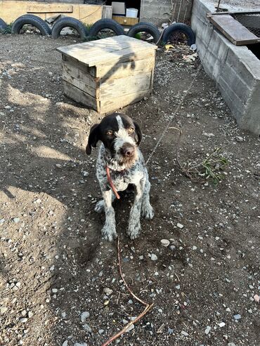 далматинец собака: Продается драдхар охотник пол года мальчик находится в балыкчы