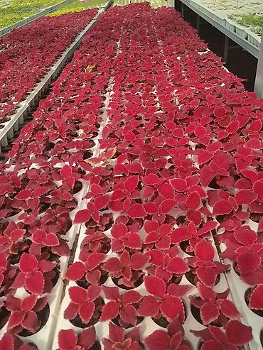 flowers: Рассада однолетних декоративных культур из теплицы - Бархатцы — 6