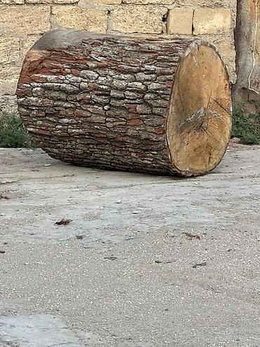 2 ci əl yolka: 🌳 ƏSL PALID KÖTÜKLƏRİ SATILIR! 🌳 Belə kötüklər hər yerdə tapılmır! — 1
