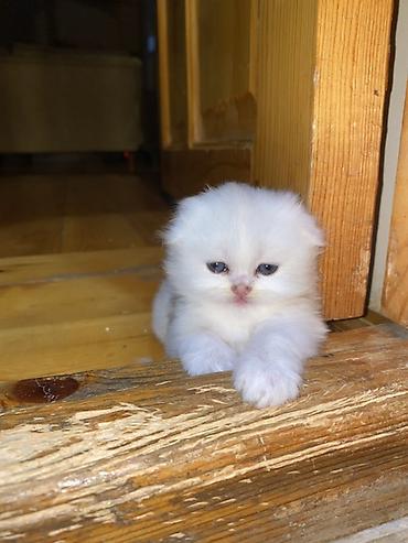 Кошки: Золотая шиншилла, Самка — 3