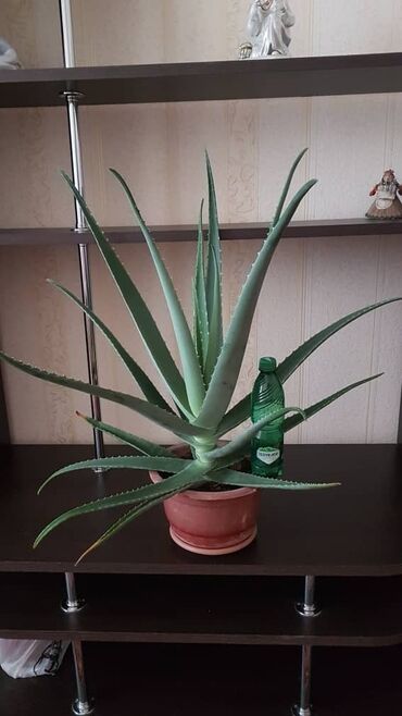 Алоэ: Продаю огромный живой шикарный Aloe Vera(цветущий). Высота с горшком