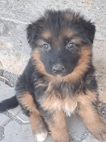 çoban kucuyu: Alman çoban iti, 2 ay, Erkək, Peyvəndli, Ünvandan götürmə — 5
